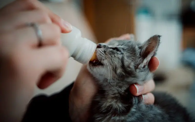 bottle feeding kitten