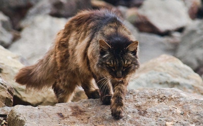 feral cat wandering around