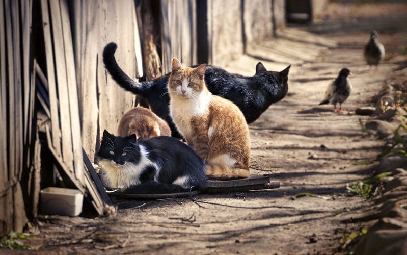 group of feral cats