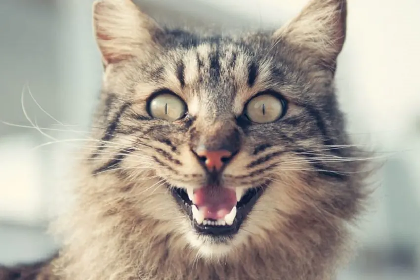 How to Make Your Cat Happy? 7 Easy-to-Follow Tips