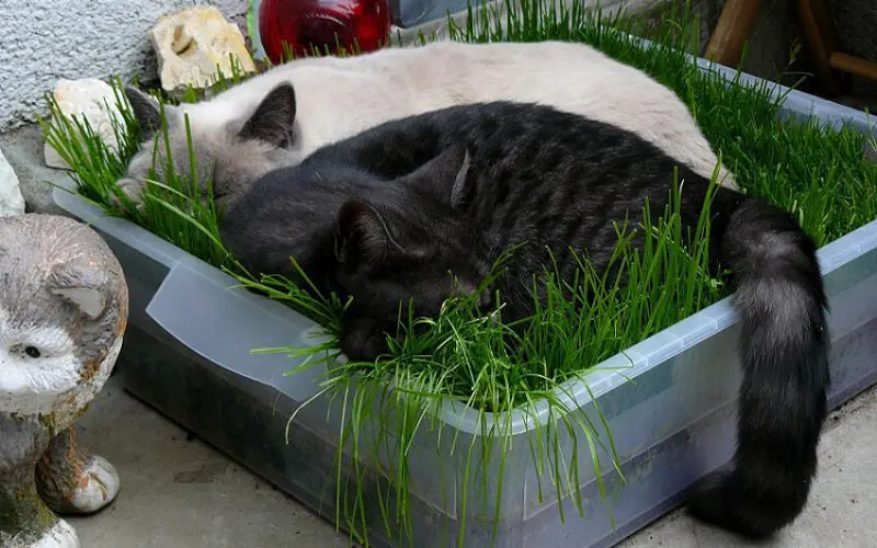 cat on fake grass