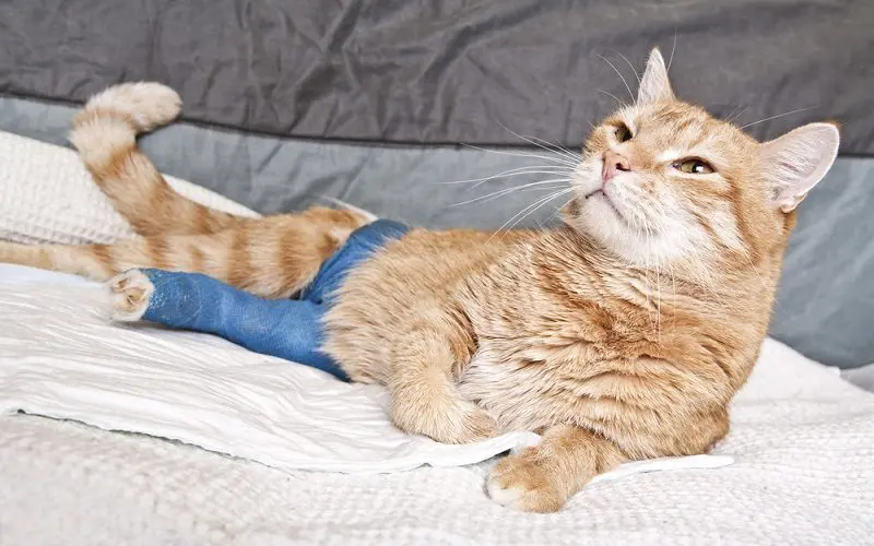 cat being injured