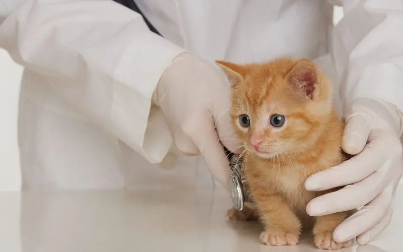 kitten vet check