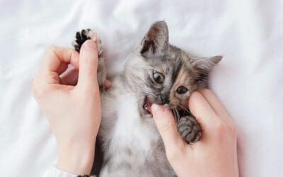 How to Stop Kitten From Biting? 8 Proven Strategies