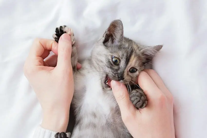 How to Stop Kitten From Biting? 8 Proven Strategies