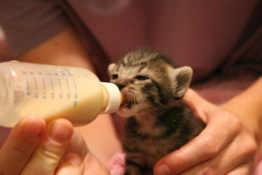 How to Bottle Feed a Kitten: Tips for New Cat Parents