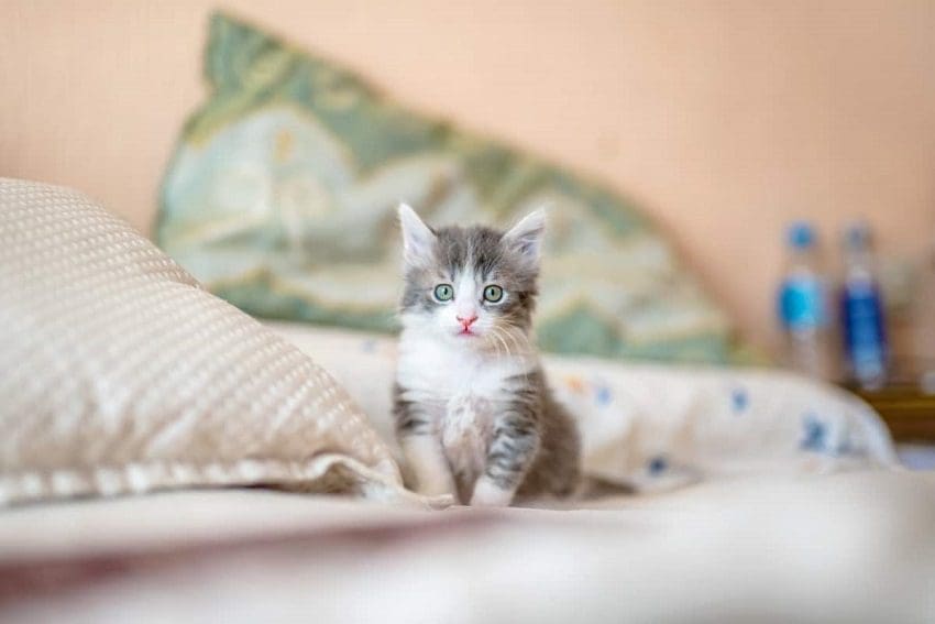 How to Take Care of a Kitten: 10 Essential Tips You Can't Ignore