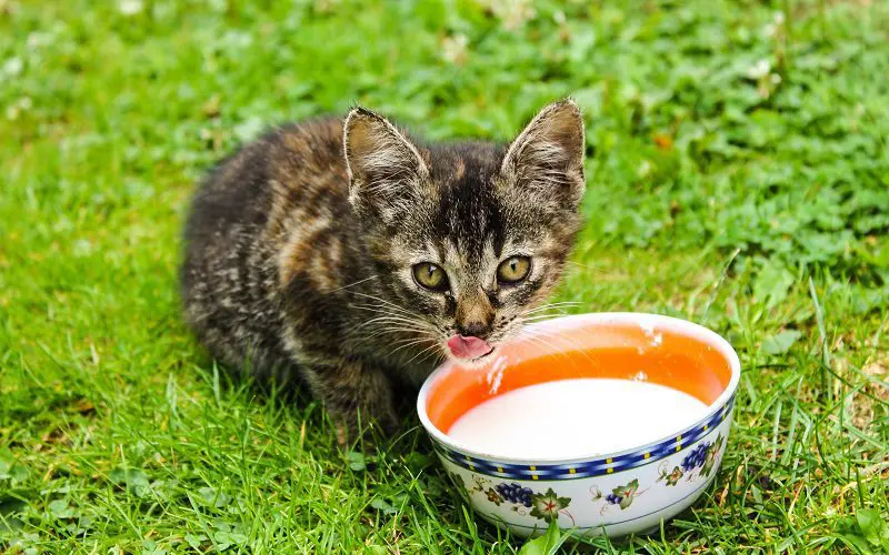 cat enjoying milk