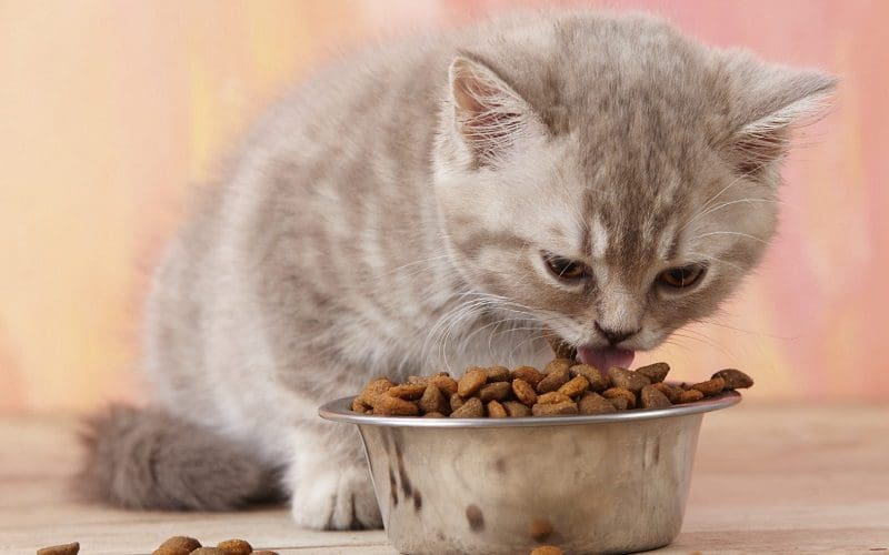 kitten eating cat food