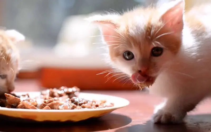 kittens enjoying food