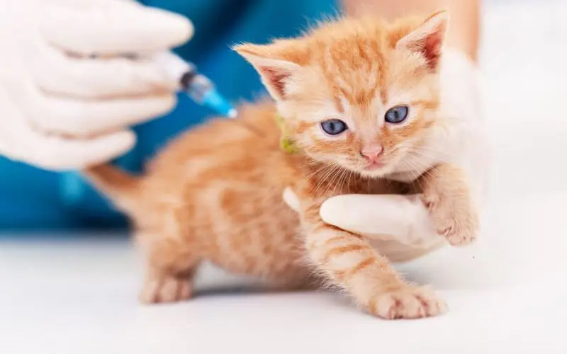 kitten vaccination