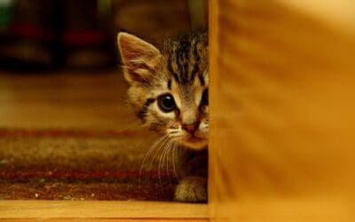 New Kitten Hiding: 5 Tips To Uncover Their Secret Spots