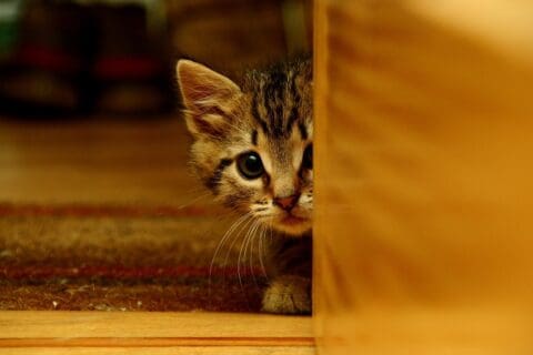Picture of New Kitten Hiding: 5 Tips To Uncover Their Secret Spots