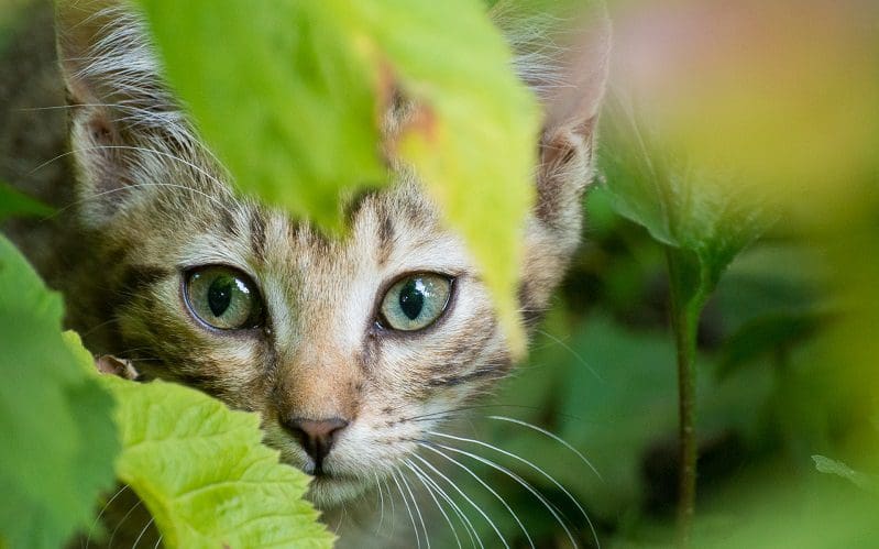 kitten hiding in garden