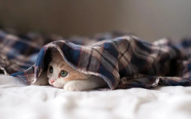 kitten hiding