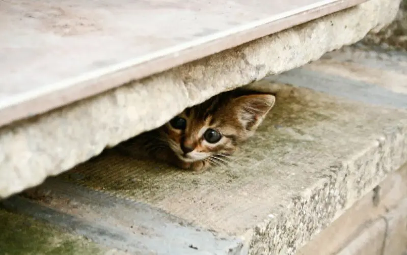 kitten hiding under deck