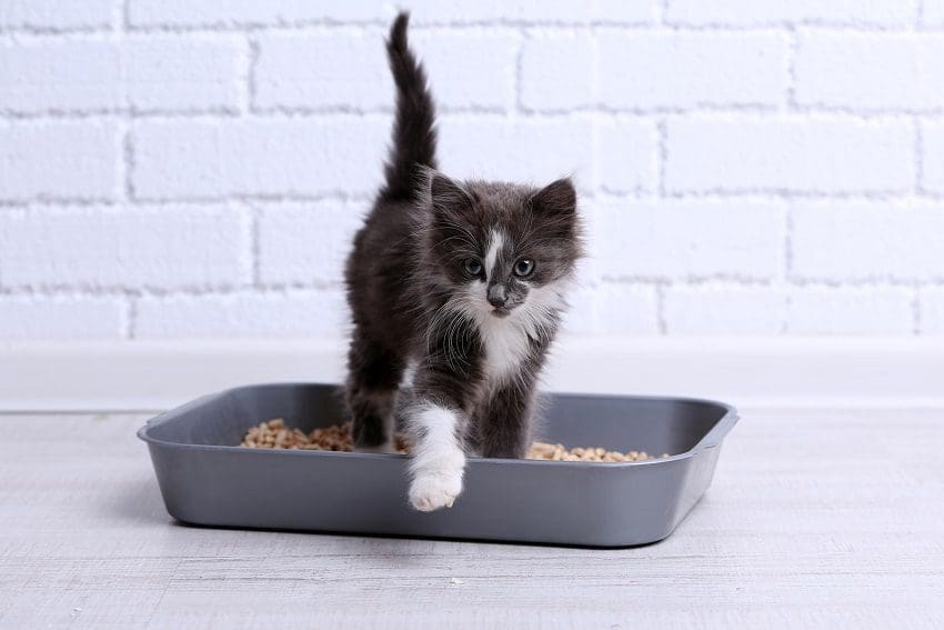 Best Kitten Litter for a Clean Home: Kitten Care Simplified