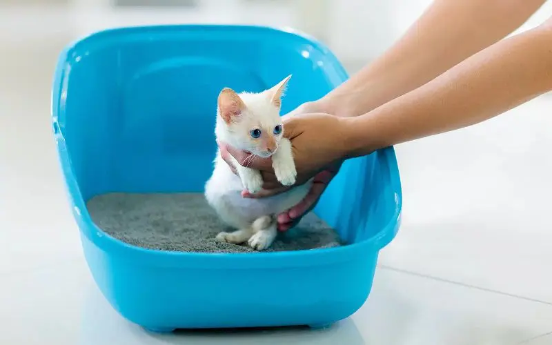 kitten going to litter box