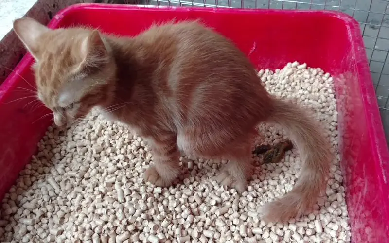 kitten using litter box with horse pellets litter