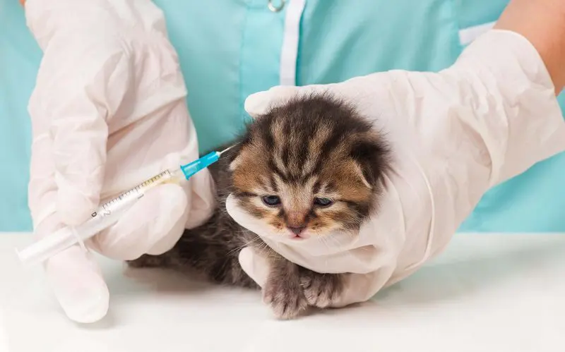 kitten getting vaccine