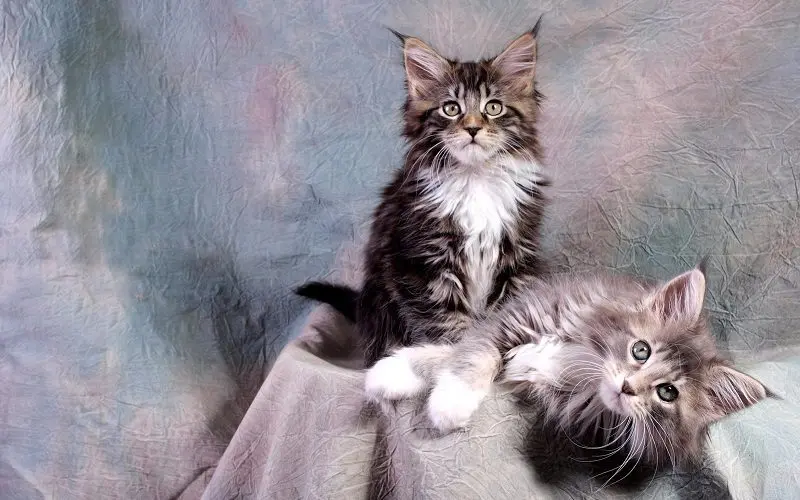 main coon kittens playing