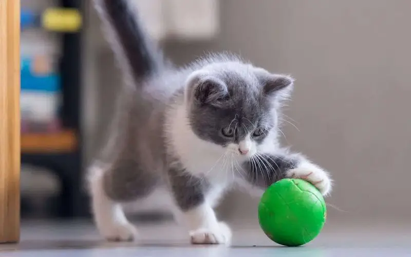 cat playing fetch