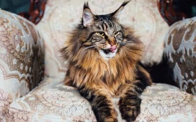 100+ Regal Cat Names for Your Royal Companion