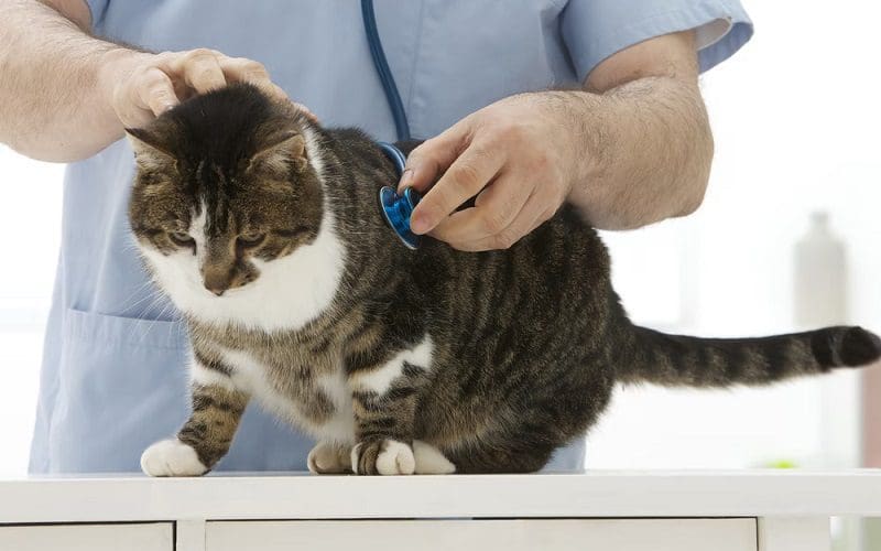 senior cat vet visit