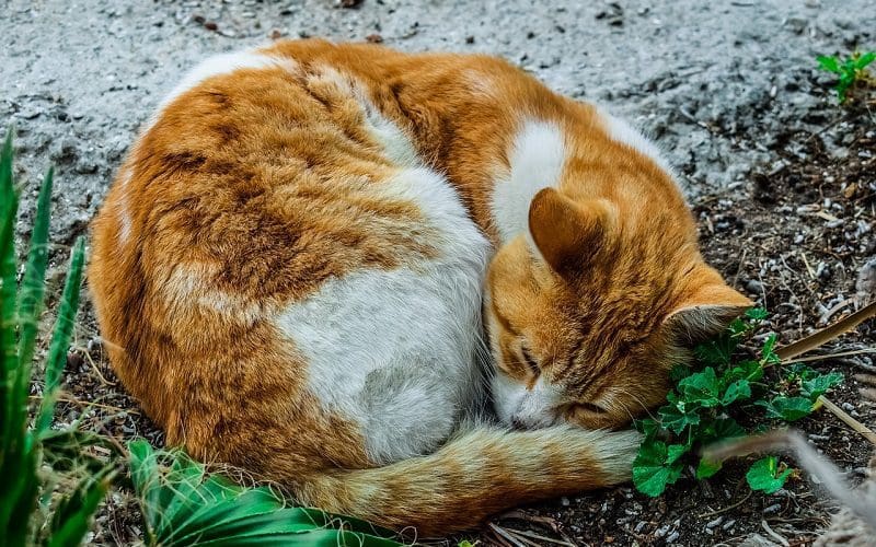 stray cat sleeping