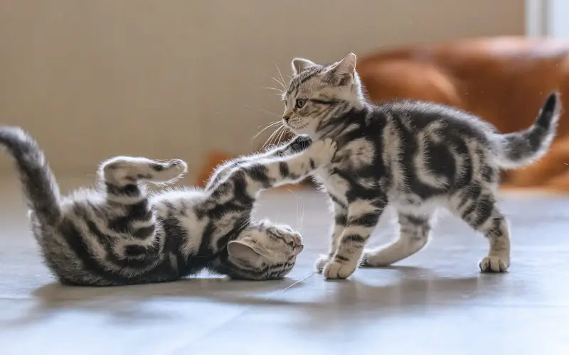 kittens playing