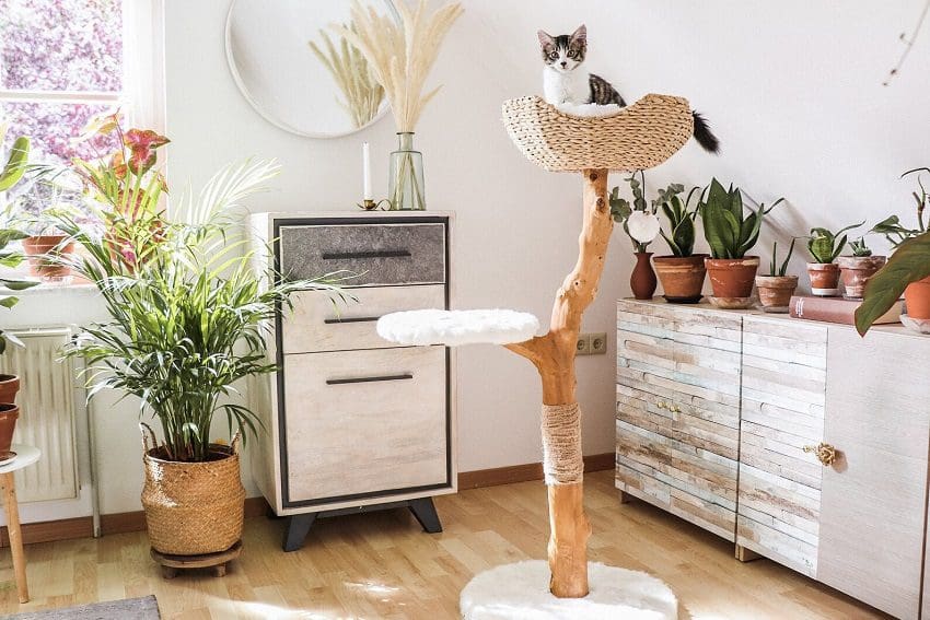 10 Unique Cat Trees: Unconventional Comfort for Your Feline