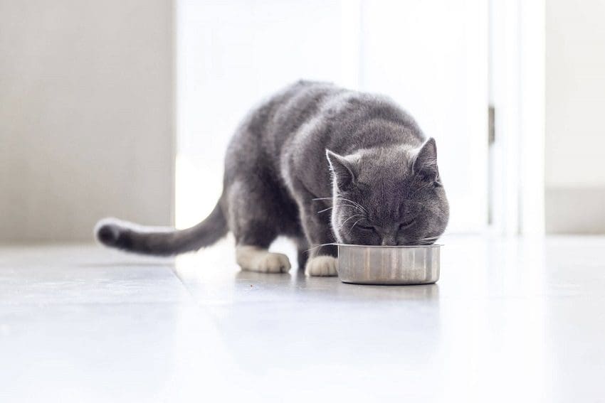 Can Cats Eat Artichokes? Things You Need to Know