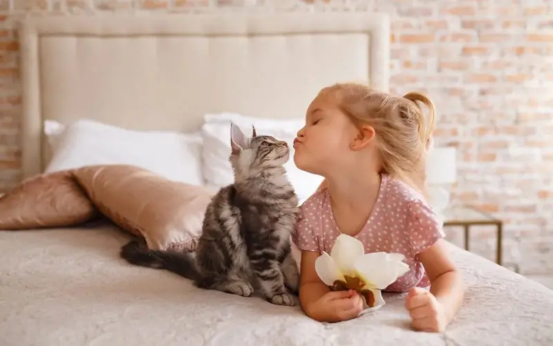 kid playing with cat