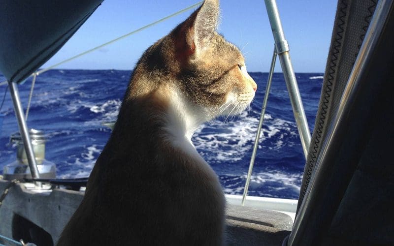 cat sailing