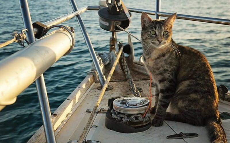 cat on the boat