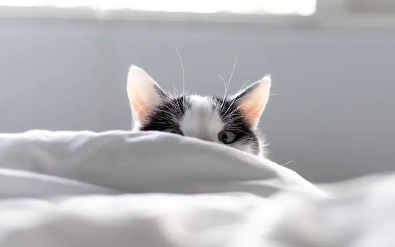 Why Do Cats Wake You Up Early