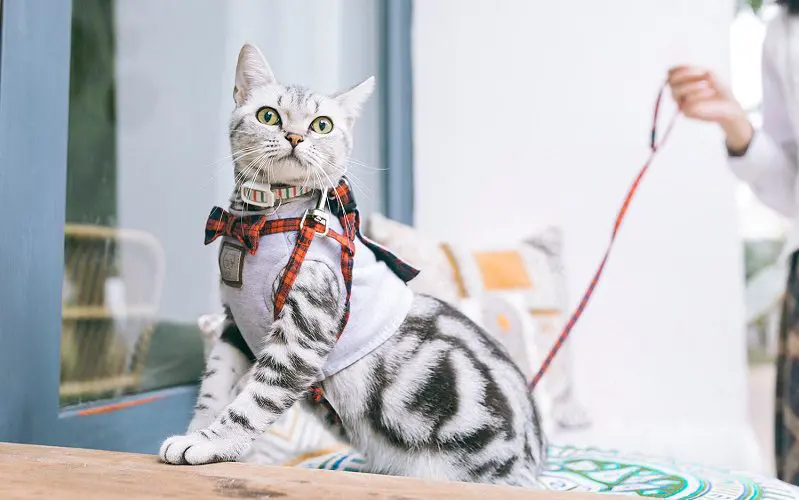 cat wearing harness