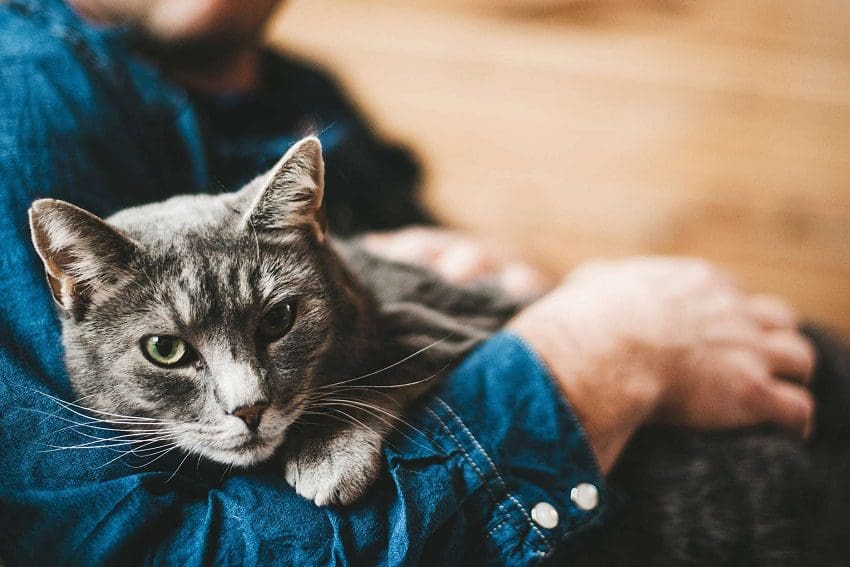 Do Cats Like Being Picked Up? Here's How to Tell