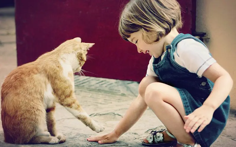 kid playing with cat