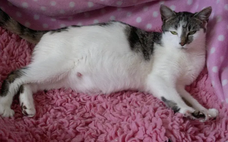 pregnant cat seeking comfort