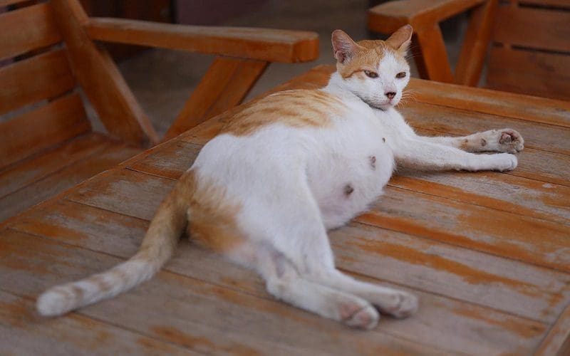 pregnant cat in safe spot