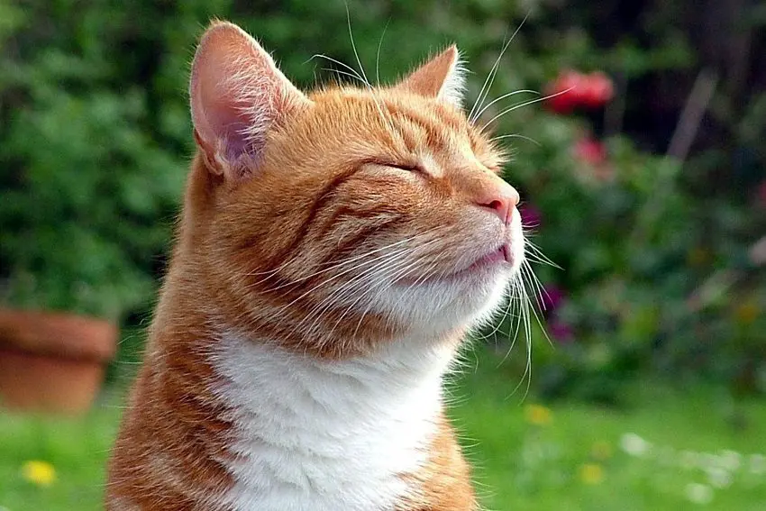Why Does My Cat Smell Bad? 4 Surprising Reasons