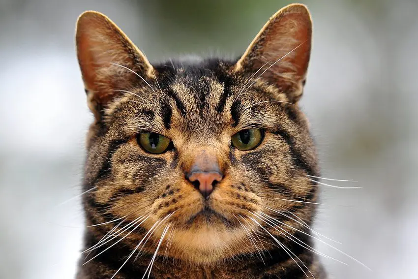 35 Gorgeous Cat Names That Mean Survivor or Fighter