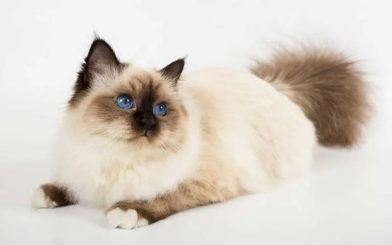 birman cat breed