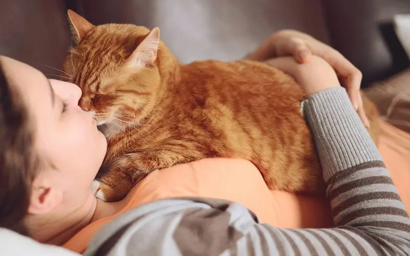 cat sleeping on human