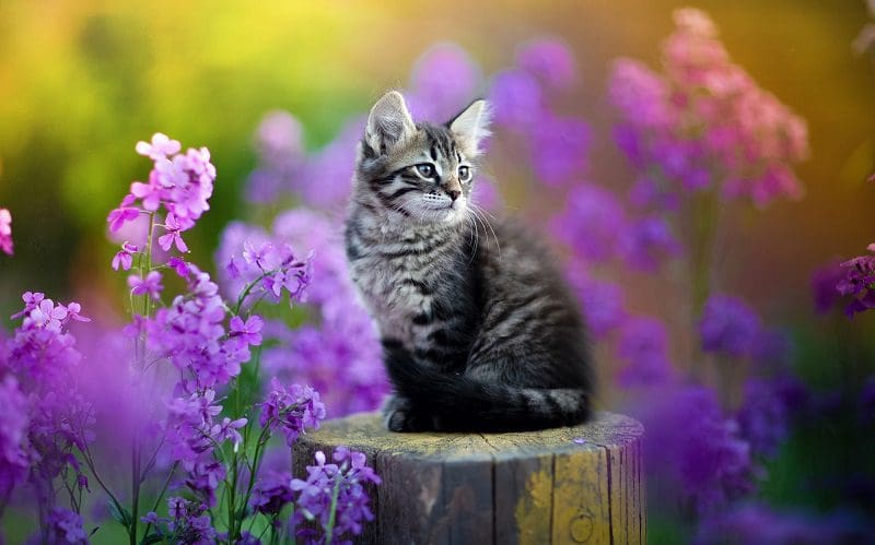 cat with purple flowers