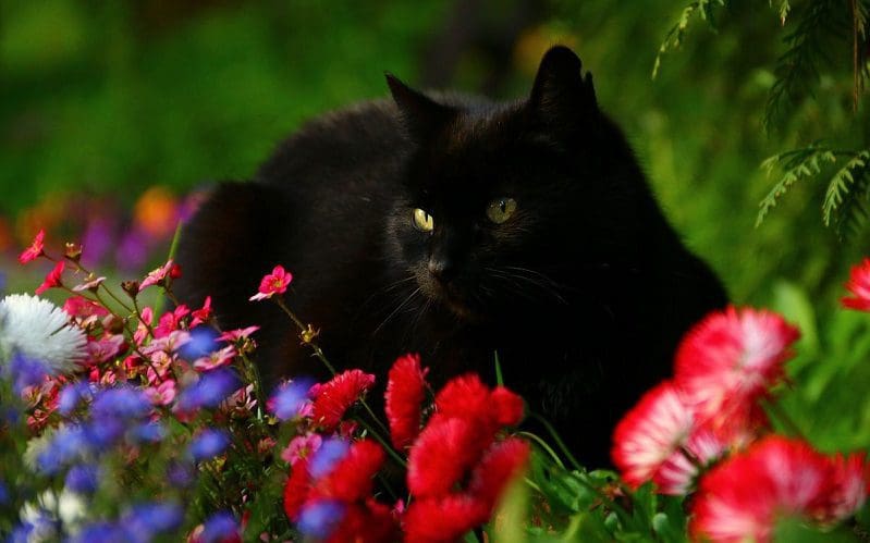cat with red flowers