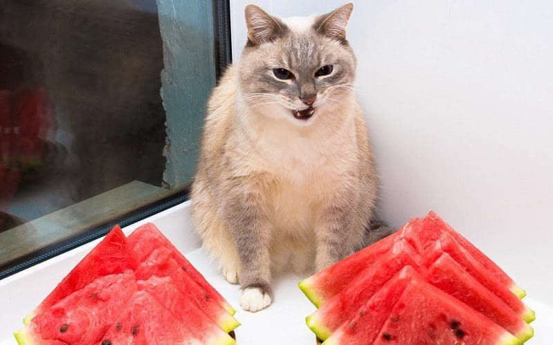cat with plates of watermelon