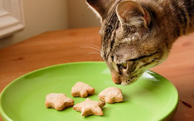 cat eating tuna treats