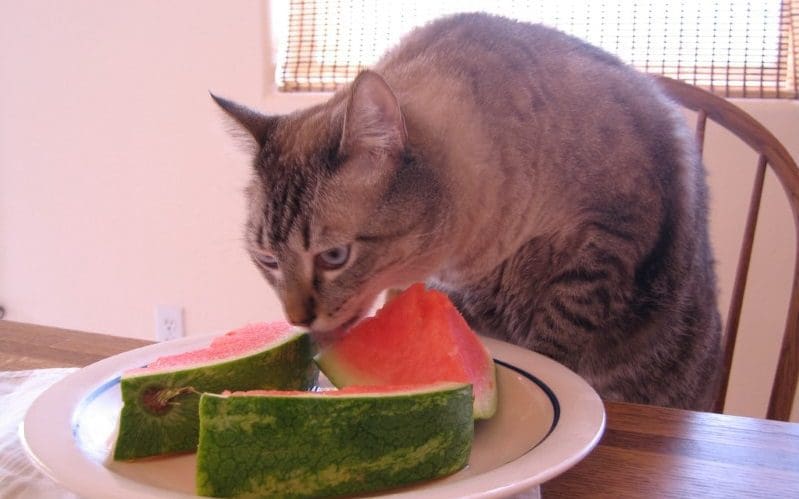 cat eating watermelon